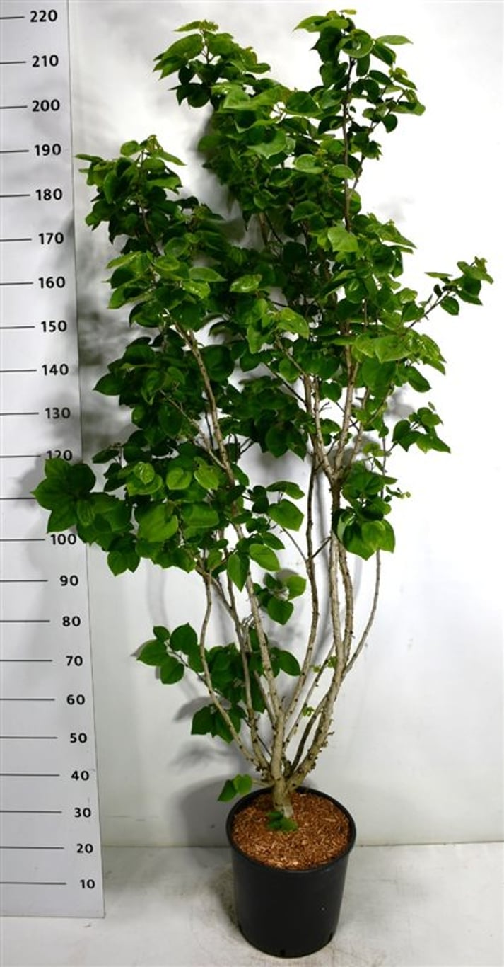 Kinesisk judasträd – Cercis chinensis &