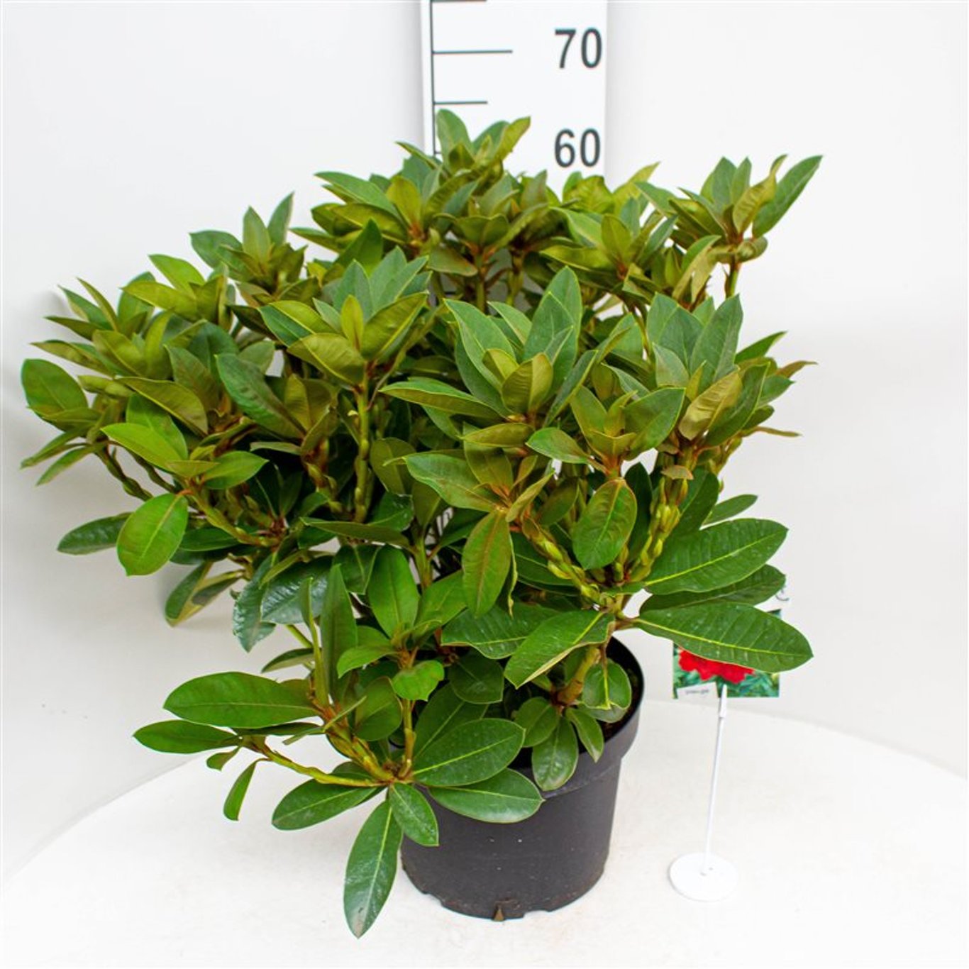 Rhododendron – Rhododendron 'Red Jack' - C10 50-60 CM
