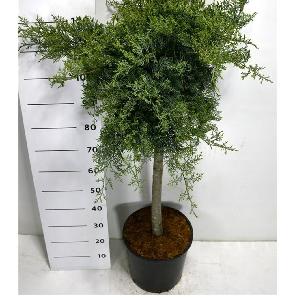 Virginsk en – Juniperus virginiana 'Grey Owl' - 70 CM Stem C20