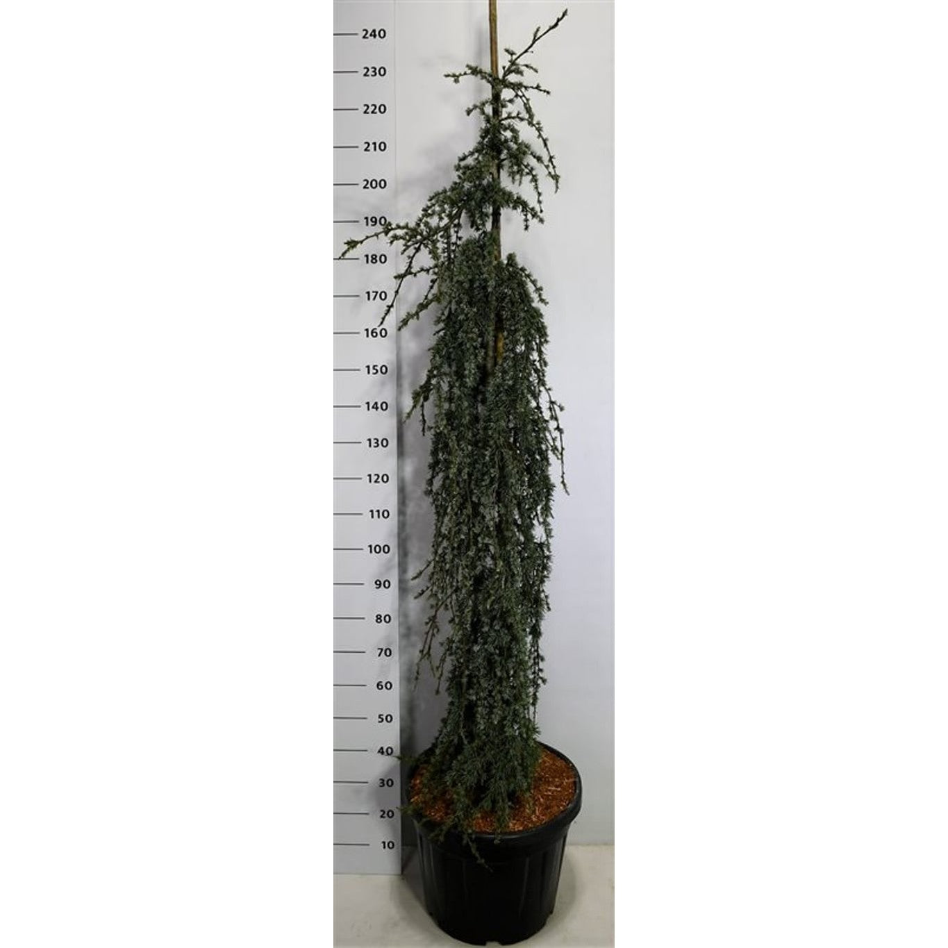 Libanonceder – Cedrus libani 'Blue Fountain' - C55 175-200 cm.