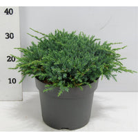 Himalaya-en – Juniperus squamata 'Blue Carpet' - C7.5 40-50 cm.
