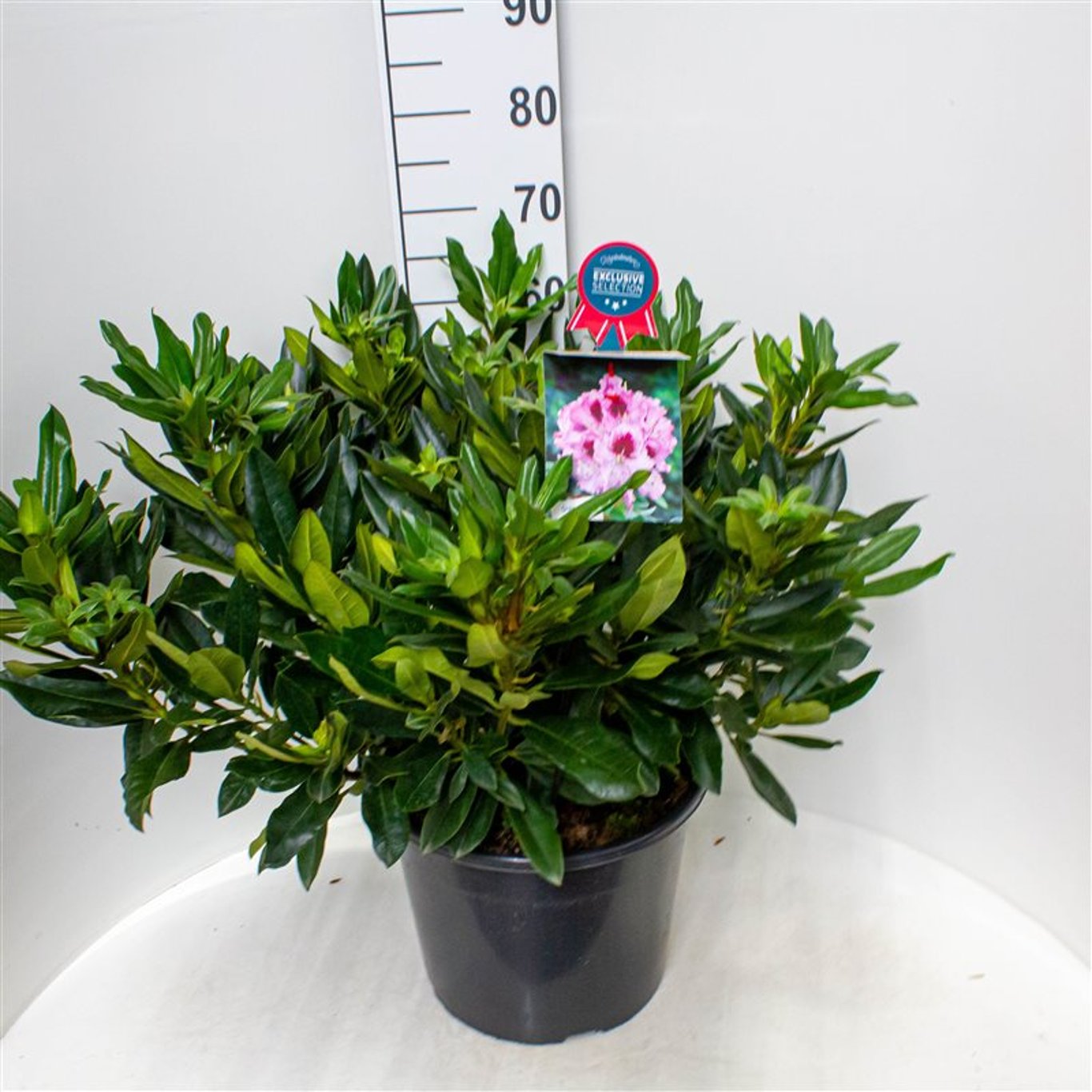 Rhododendron – Rhododendron 'Kabarett' - C20 60-70 CM