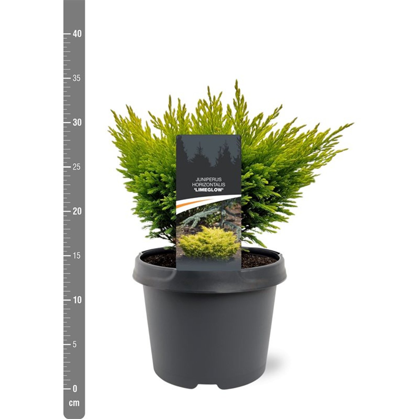 Kryp-en – Juniperus horizontalis 'Limeglow' - C3 20-25 CM