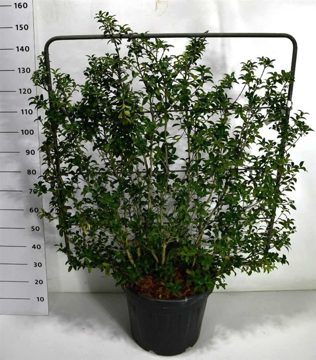 Burkwoodosmanthus – Osmanthus burkwoodii - C45 120 cm. Scherm