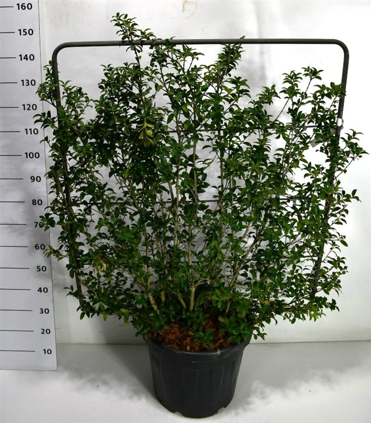 Burkwoodosmanthus – Osmanthus burkwoodii - C45 120 cm. Scherm