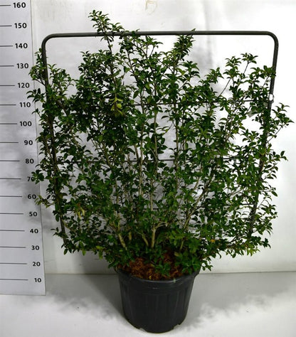 Burkwoodosmanthus – Osmanthus burkwoodii - C45 120 cm. Scherm