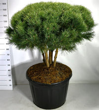 Tall – Pinus sylvestris 'Watereri' - C180 80-100 cm. Parasol