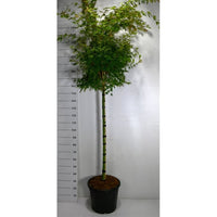 Japansk lönn – Acer palmatum 'Sangokaku' - C35 120 cm. Stam