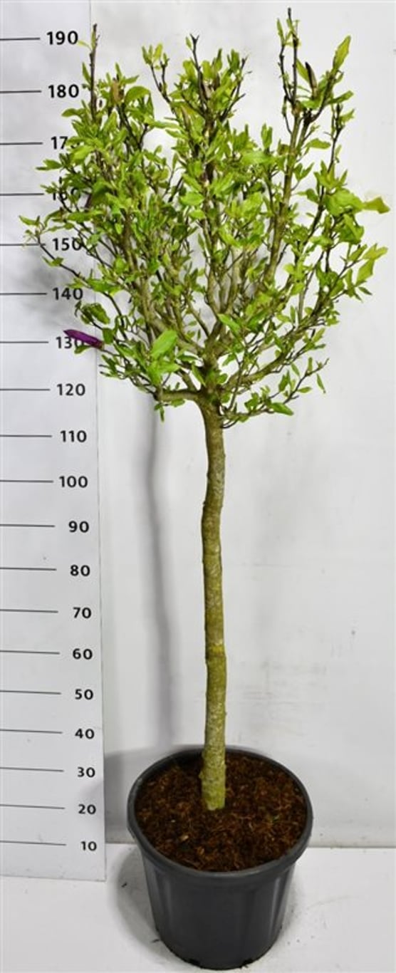 Magnolia – Magnolia &