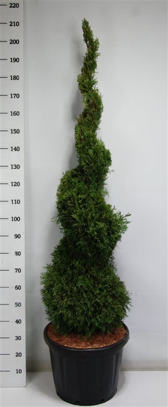 Thuja – Thuja occidentalis &