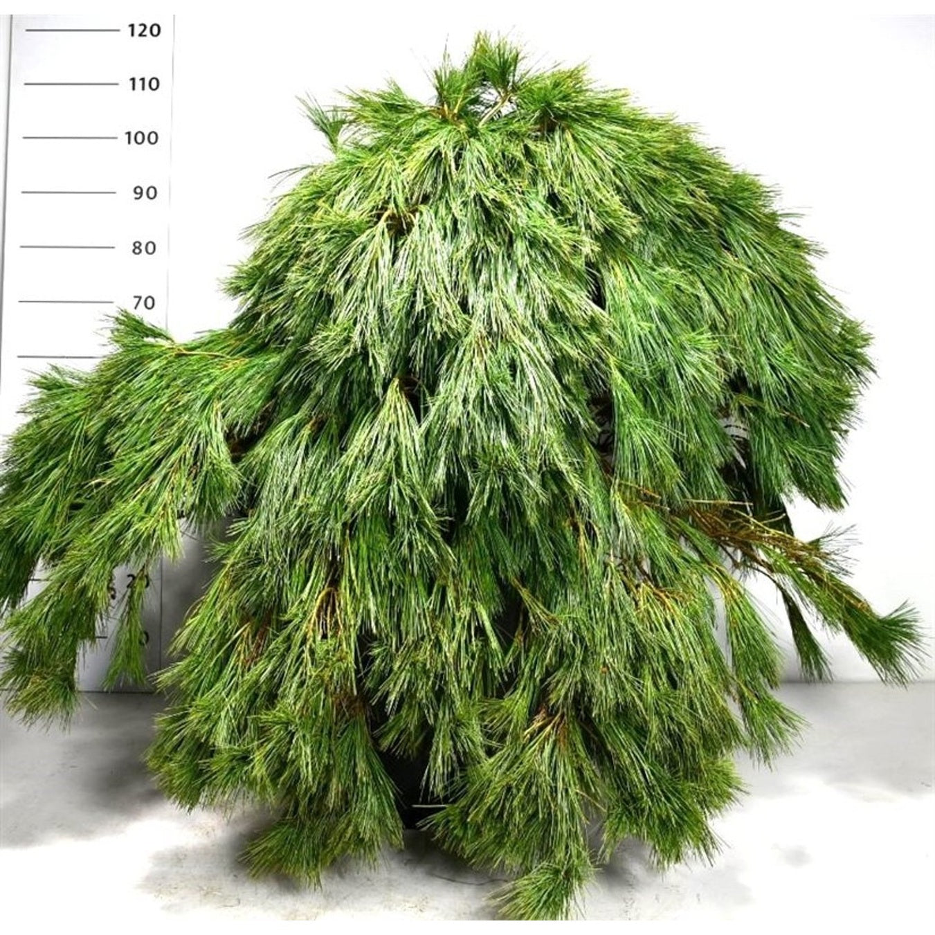 Västra vit­tall – Pinus strobus 'Niagara Falls' - C80 80-90 cm.