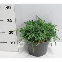 Himalaya-en – Juniperus squamata 'Blue Carpet' - C5 30-40 cm.