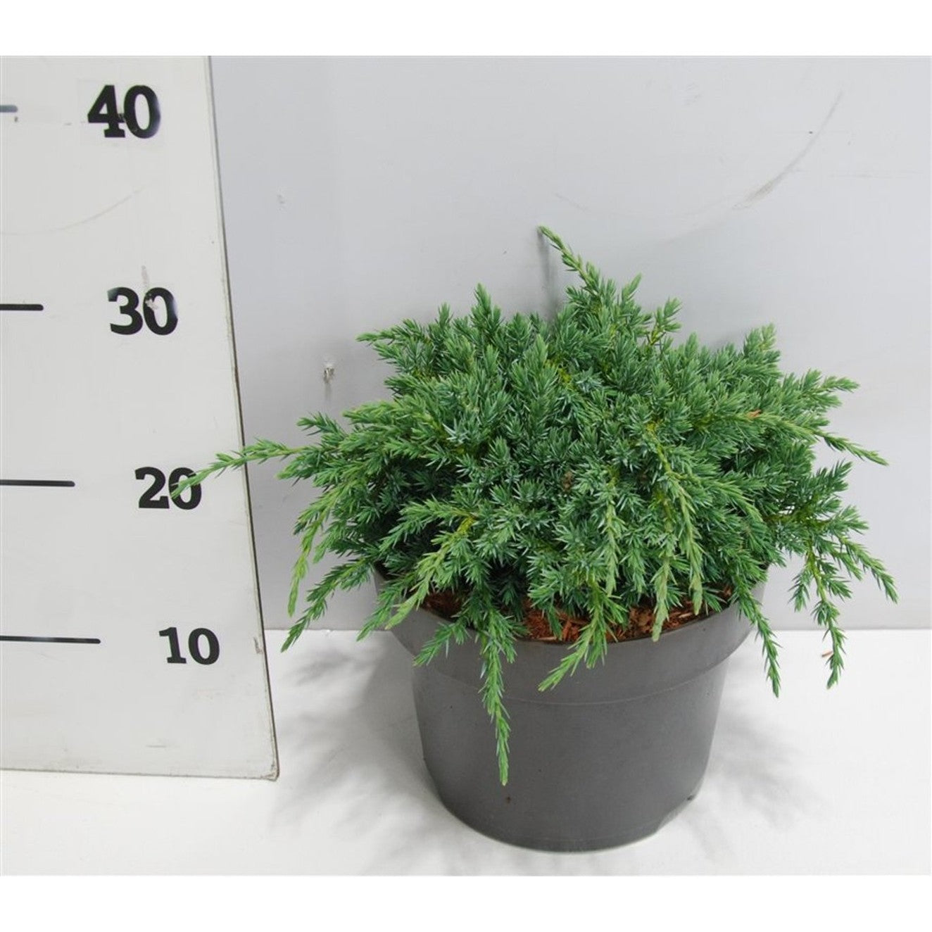 Himalaya-en – Juniperus squamata 'Blue Carpet' - C5 30-40 cm.