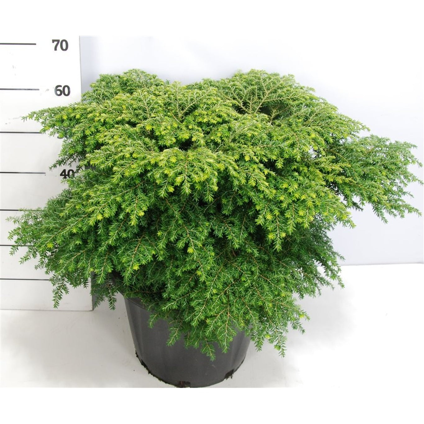 Hemlock – Tsuga canadensis 'Green Globe' - C25 50-60 cm.