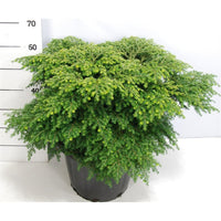 Hemlock – Tsuga canadensis 'Green Globe' - C25 50-60 cm.