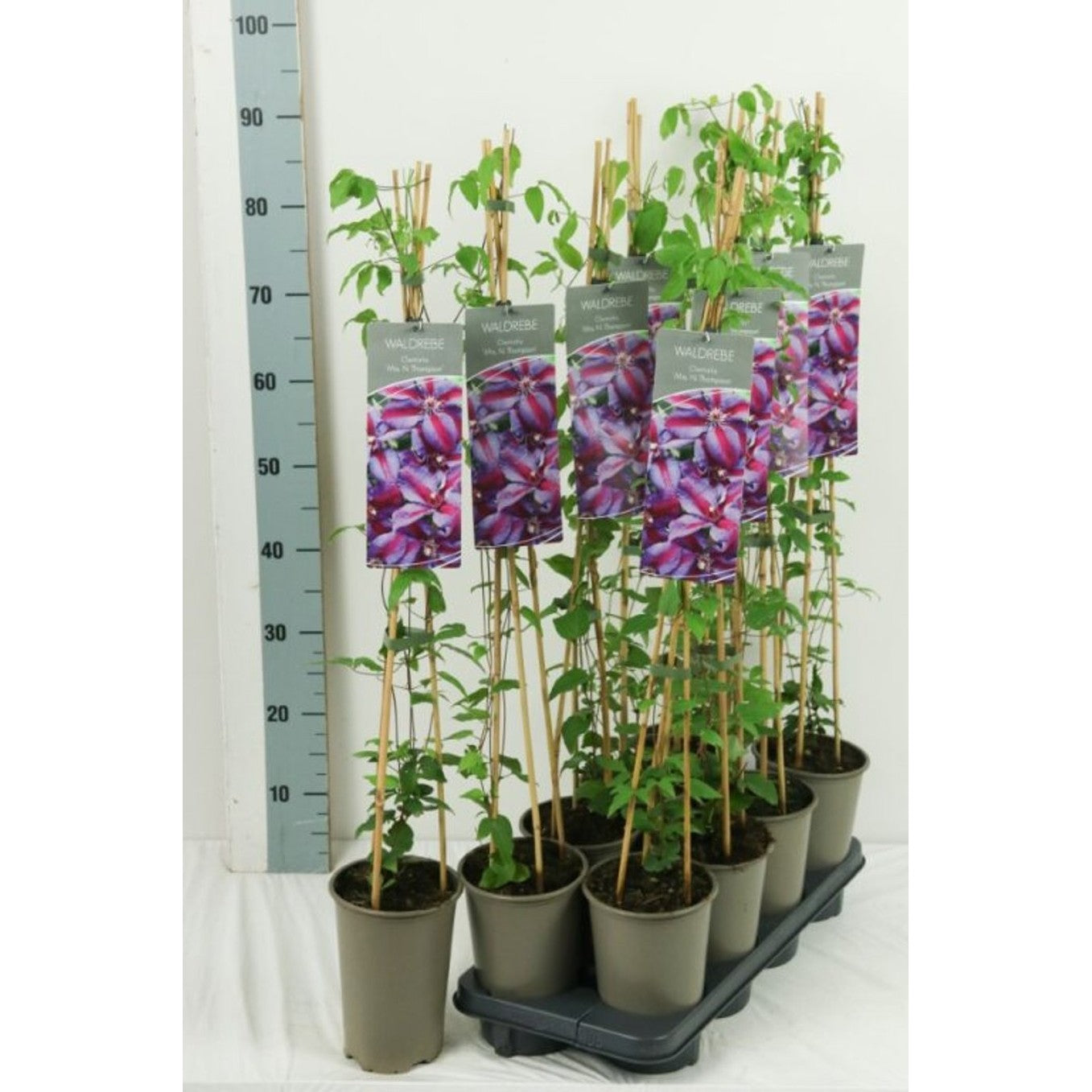 Klematis – Clematis 'Mrs N. Thompson' - C2 60-80 CM Stick