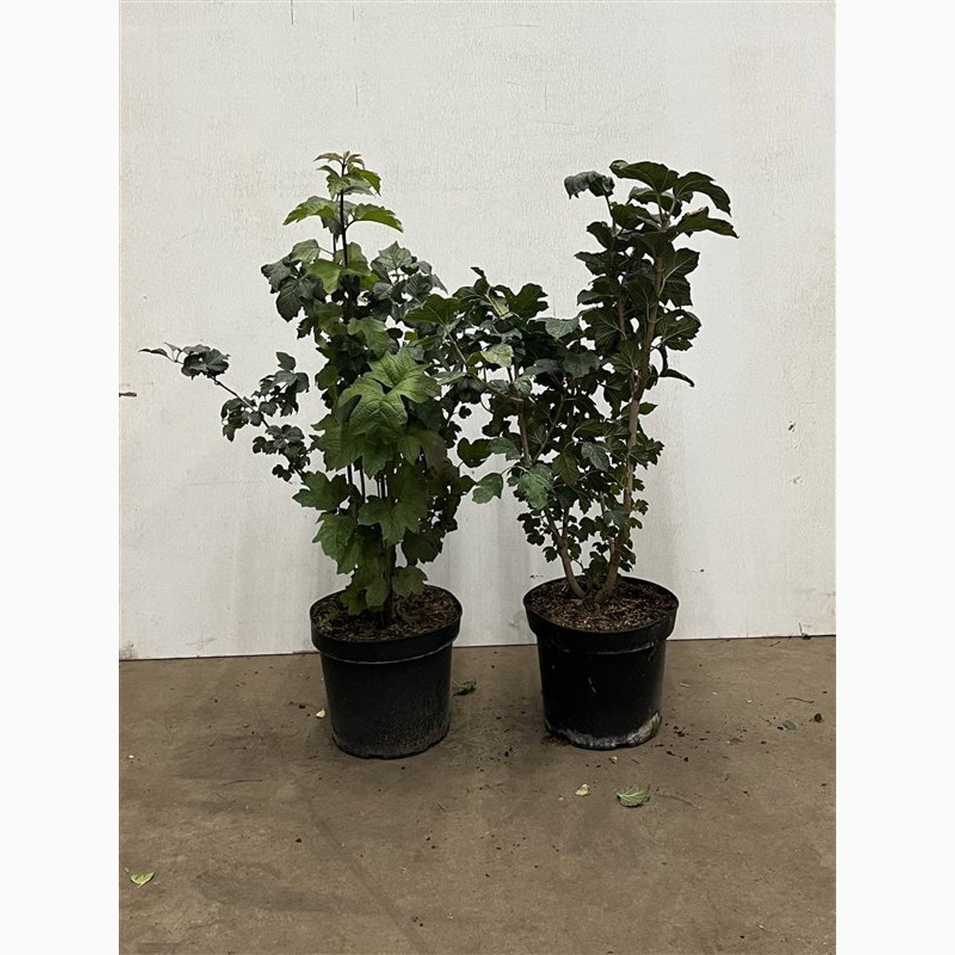 Skogsolvon – Viburnum opulus - C7.5 40-60 CM