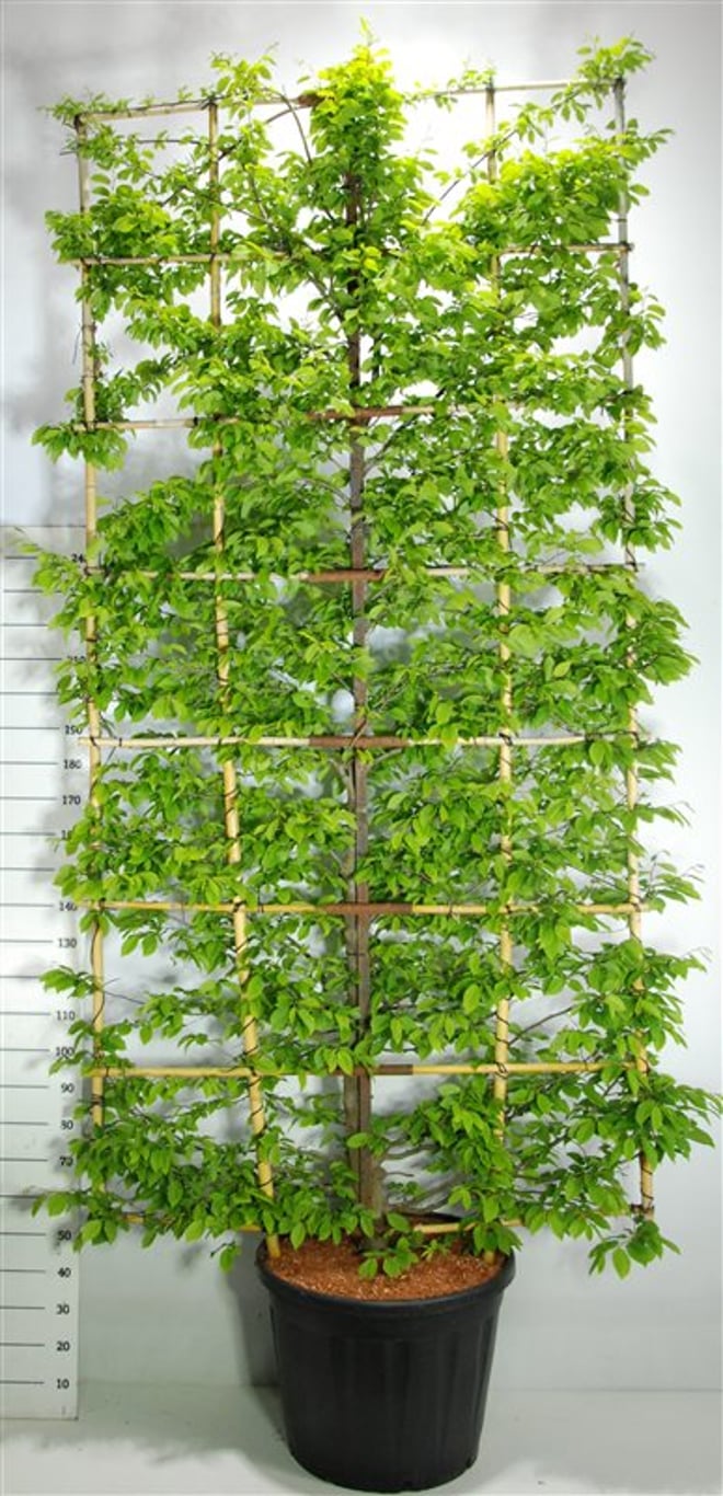 Avenbok – Carpinus betulus - C130 300 cm. Scherm