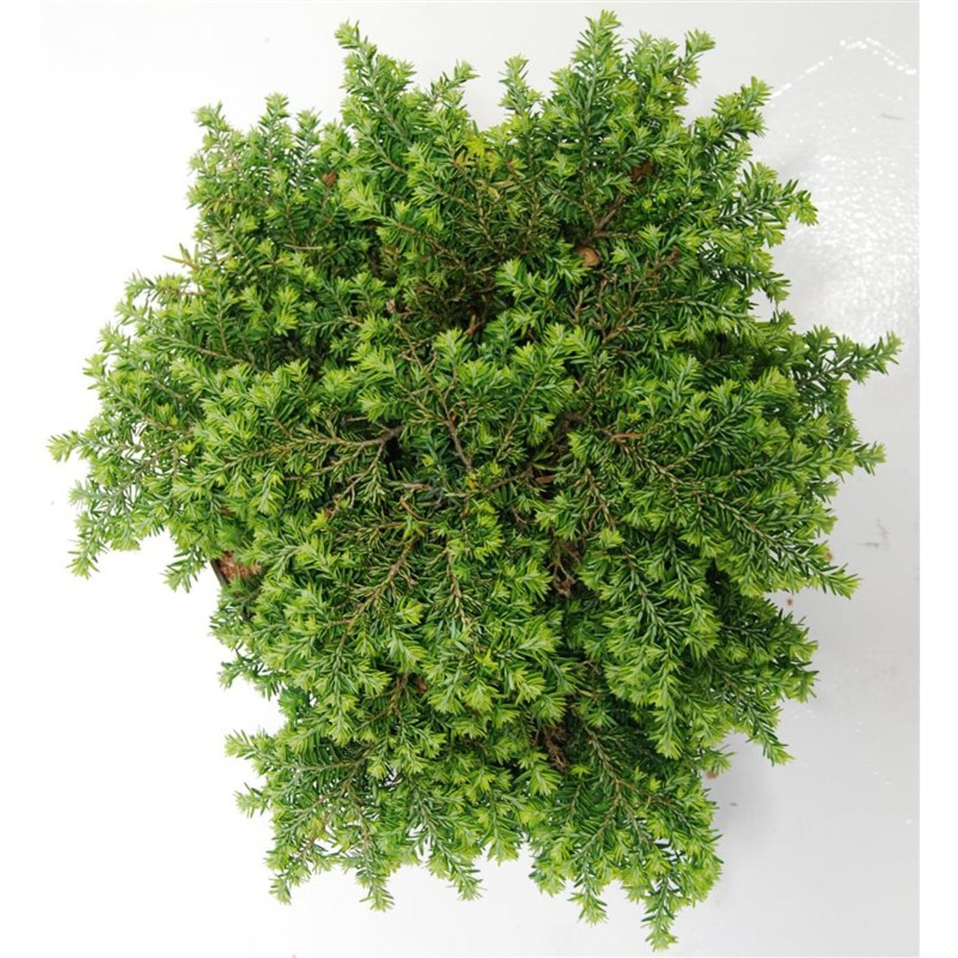 Hemlock – Tsuga canadensis 'Popeleski' - C7.5 30-40 CM