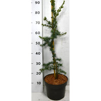Libanonceder – Cedrus libani 'Glauca' - C5 80-100 cm.