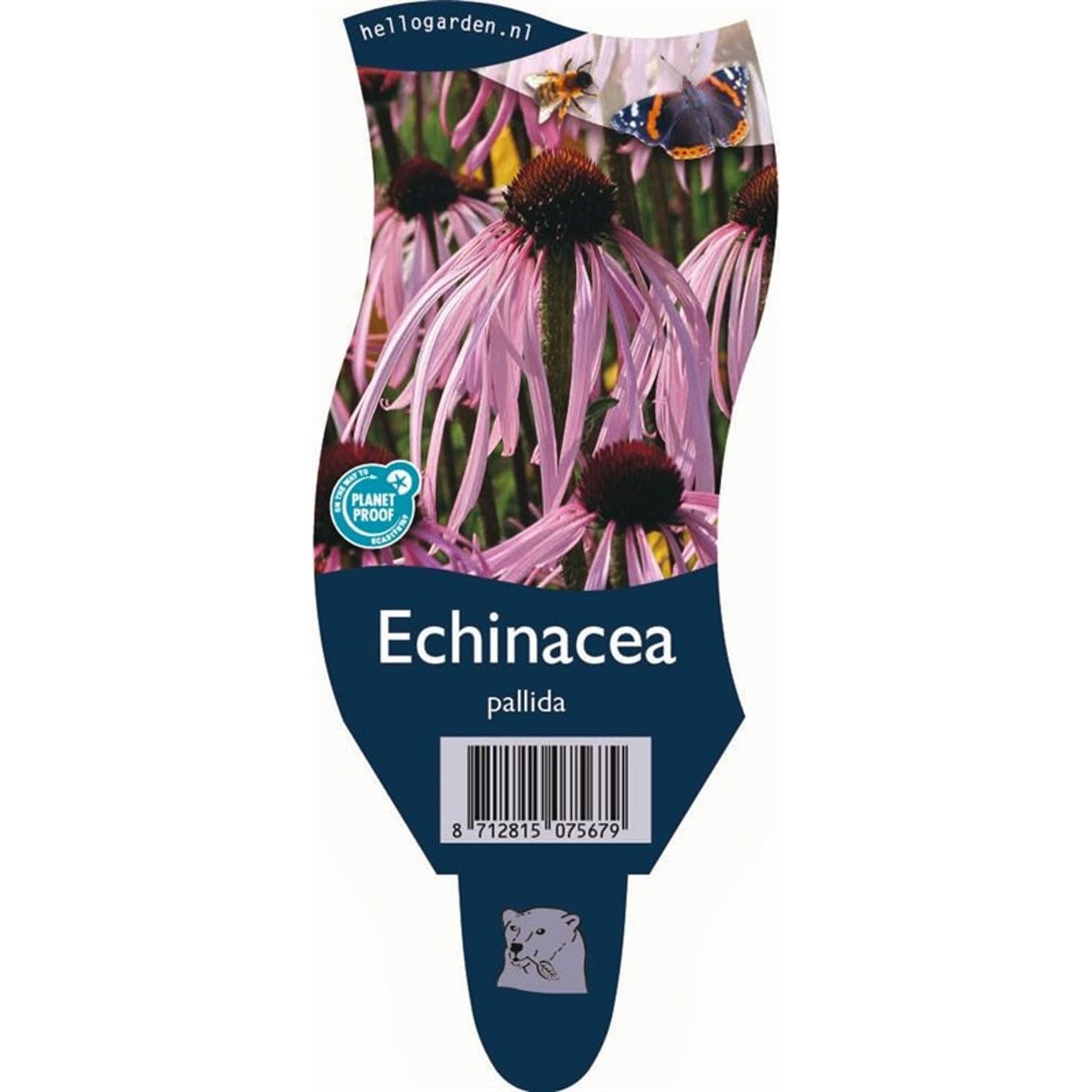 Smalbladig solhatt – Echinacea pallida - P11