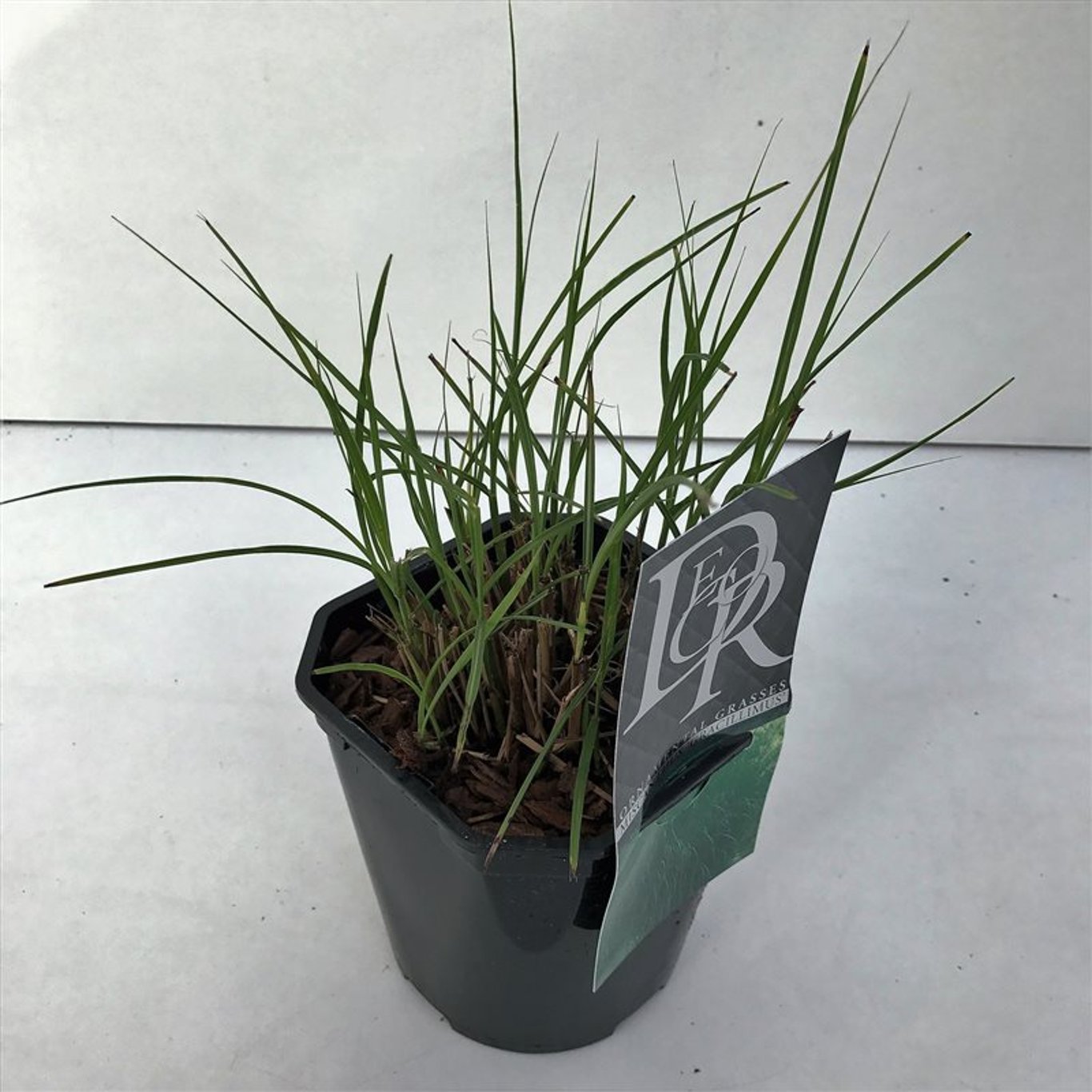 Glansmiskantus – Miscanthus sinensis 'Gracillimus' - C2