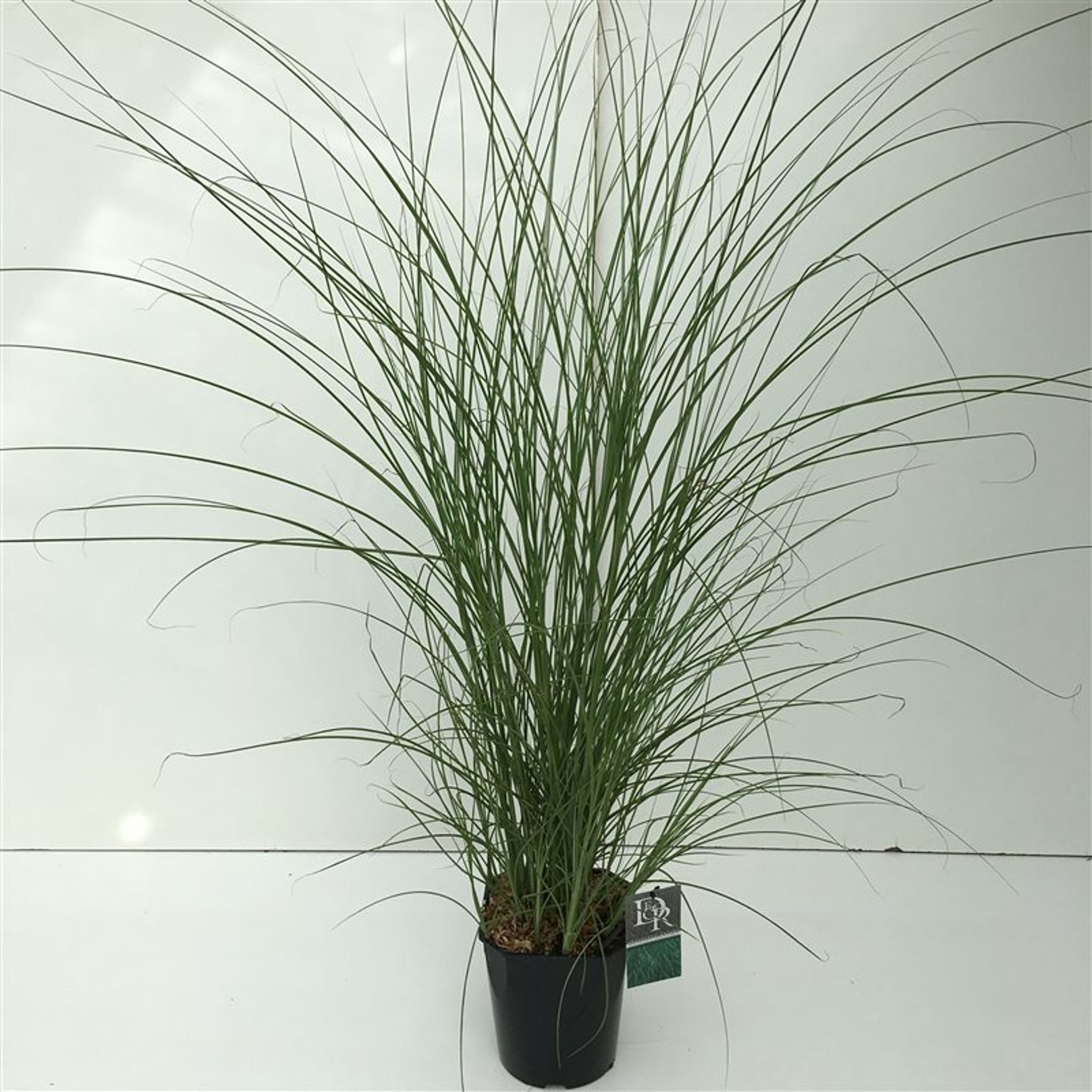 Glansmiskantus – Miscanthus sinensis 'Gracillimus' - C5