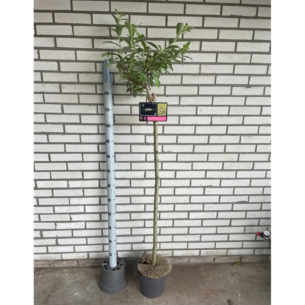 Kinesisk vide – Salix chaenomeloides 'Mount Aso' - 120 CM Stem C5