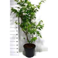 Japansk lönn – Acer palmatum 'Osakazuki' - C18 100-125 cm.