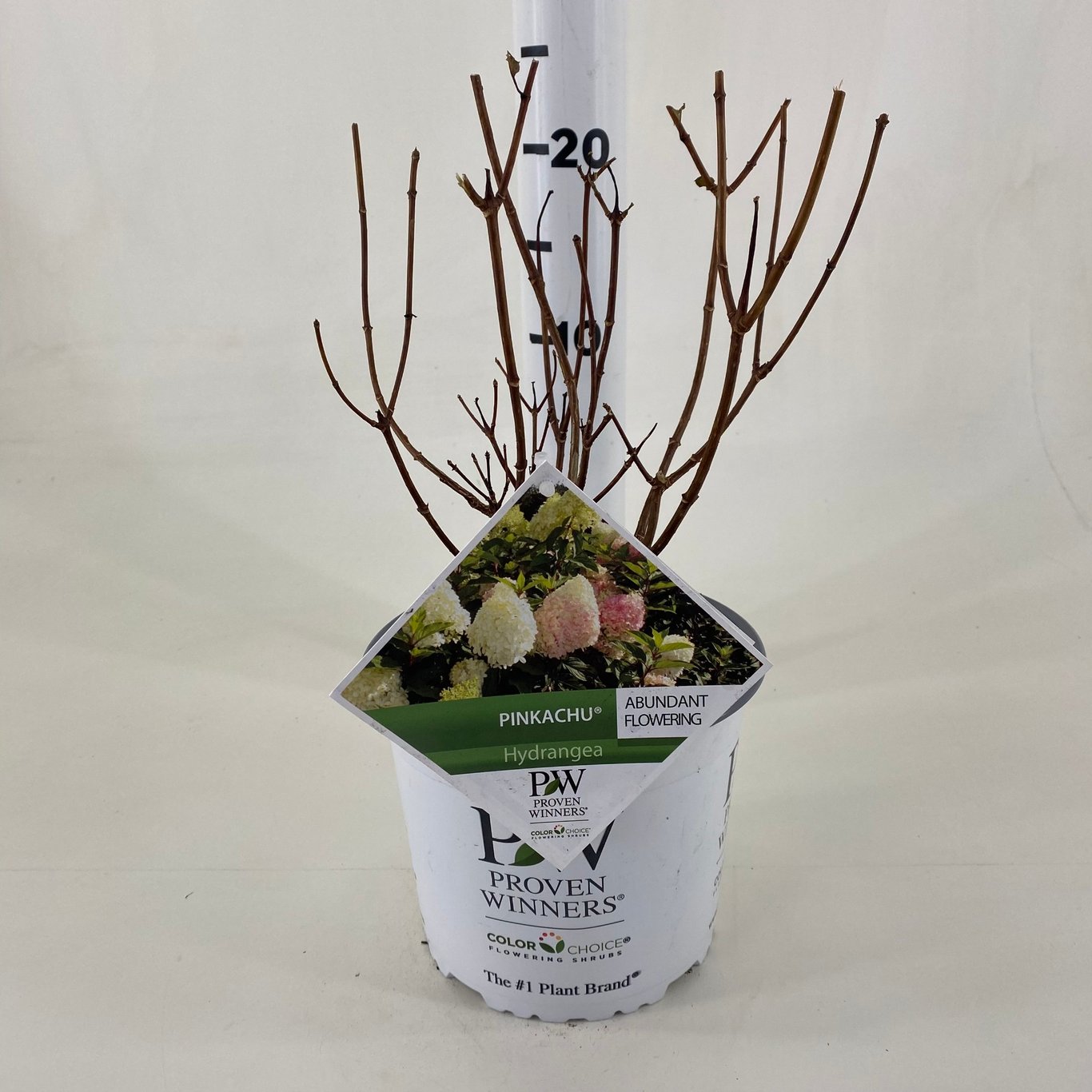 Syrenhortensia – Hydrangea paniculata 'Pinkachu' - C3 20-30 CM