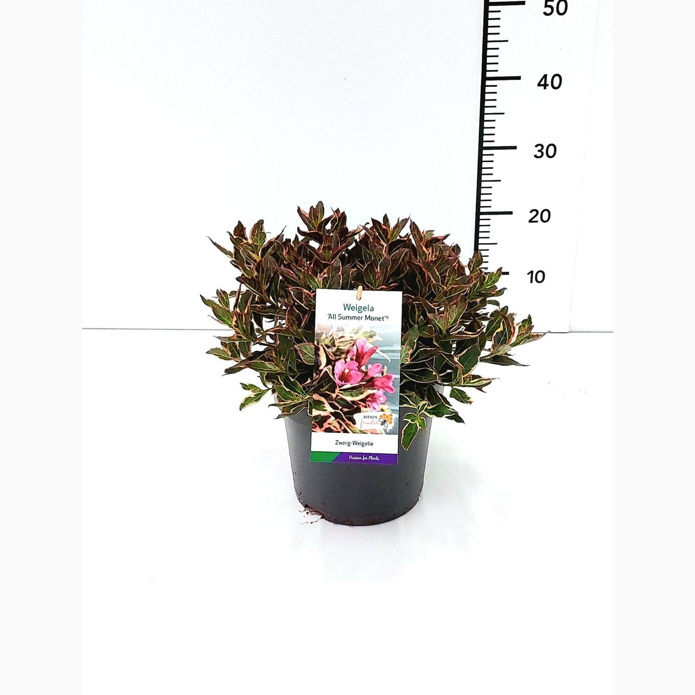 Praktweigela – Weigela 'All Summer Monet' - C5 30-40 CM