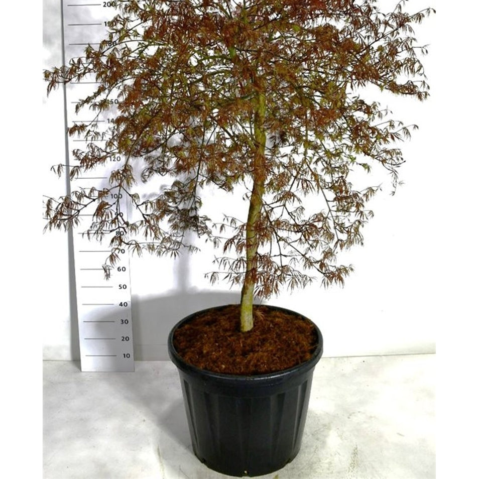 Japansk lönn – Acer palmatum 'Inaba-shidare' - C130 100 cm. Stam