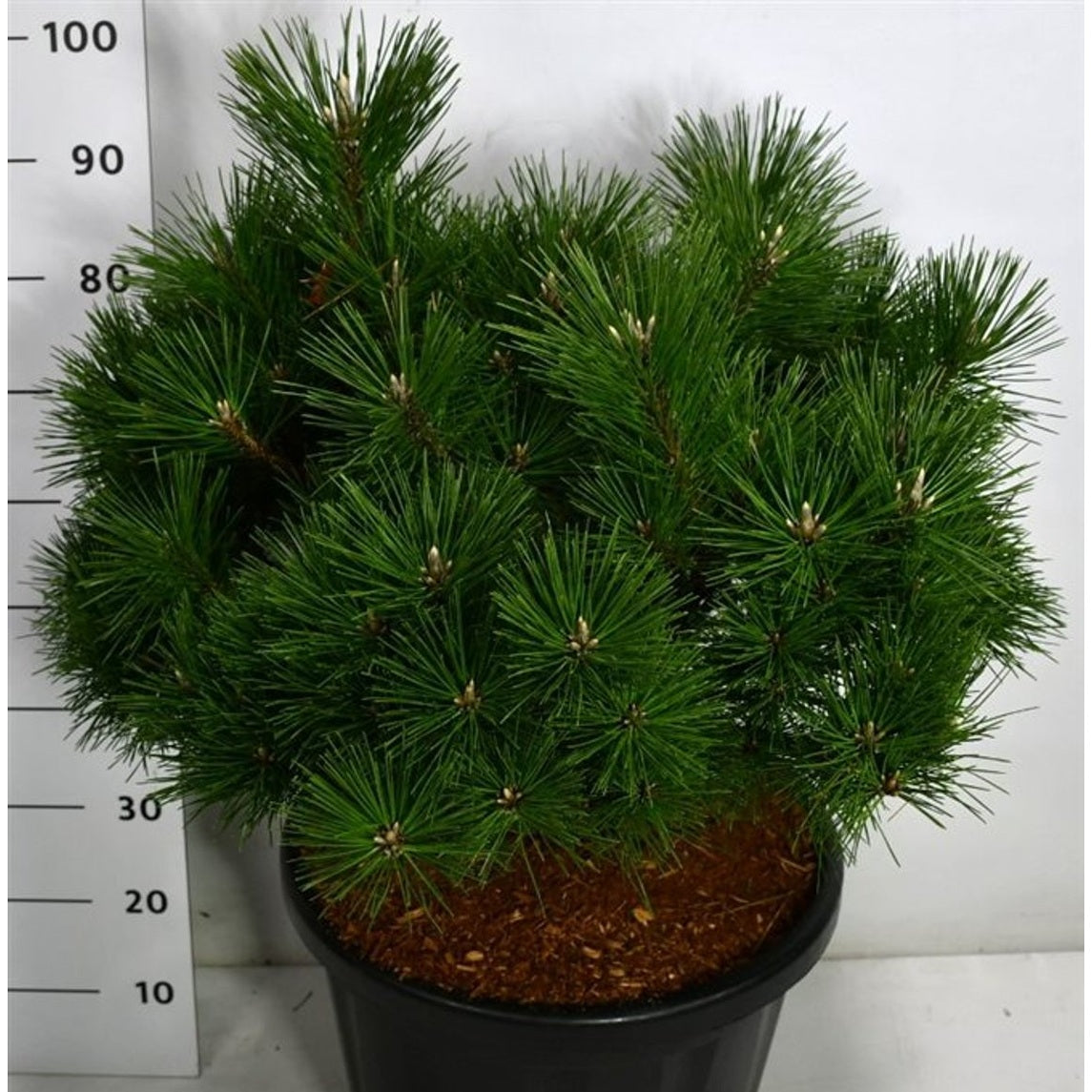 Japansk svarttall – Pinus thunbergii 'Sayonara' - C45 100-125 cm.