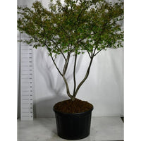 Prakttry – Amelanchier lamarckii - C230 200-250 cm. Meerstammig