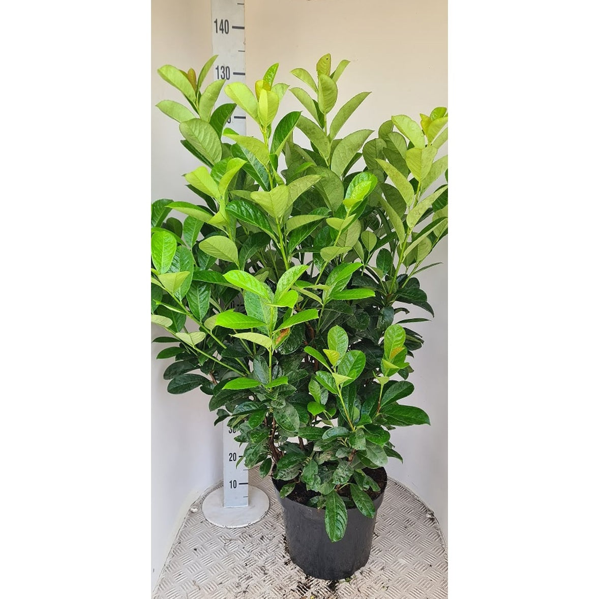 Lagerkörsbär – Prunus laurocerasus 'Etna' - C15 125-150 CM