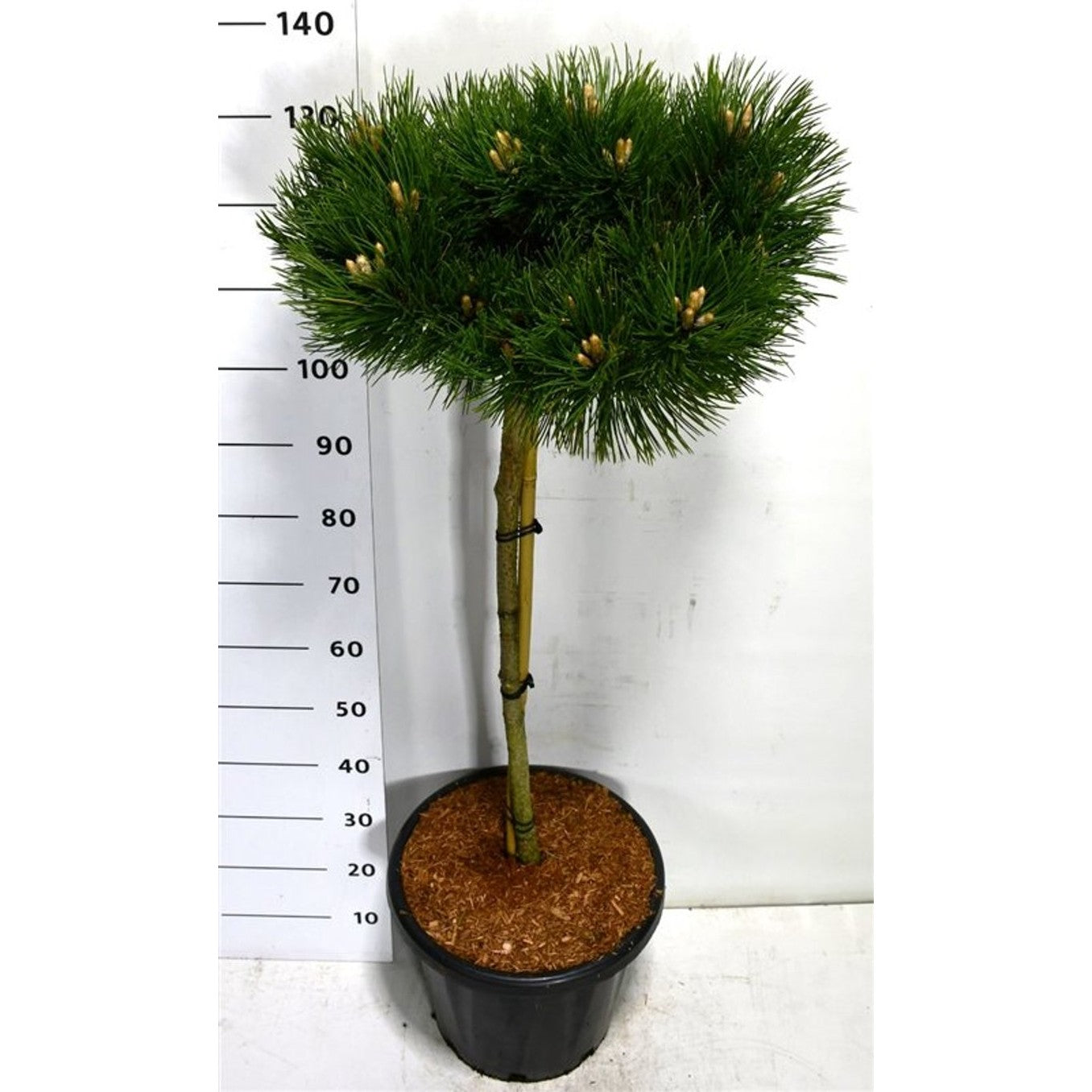 Svarttall – Pinus nigra 'Keightly Broom' - C25 80 cm. Stam