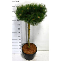 Svarttall – Pinus nigra 'Keightly Broom' - C25 80 cm. Stam