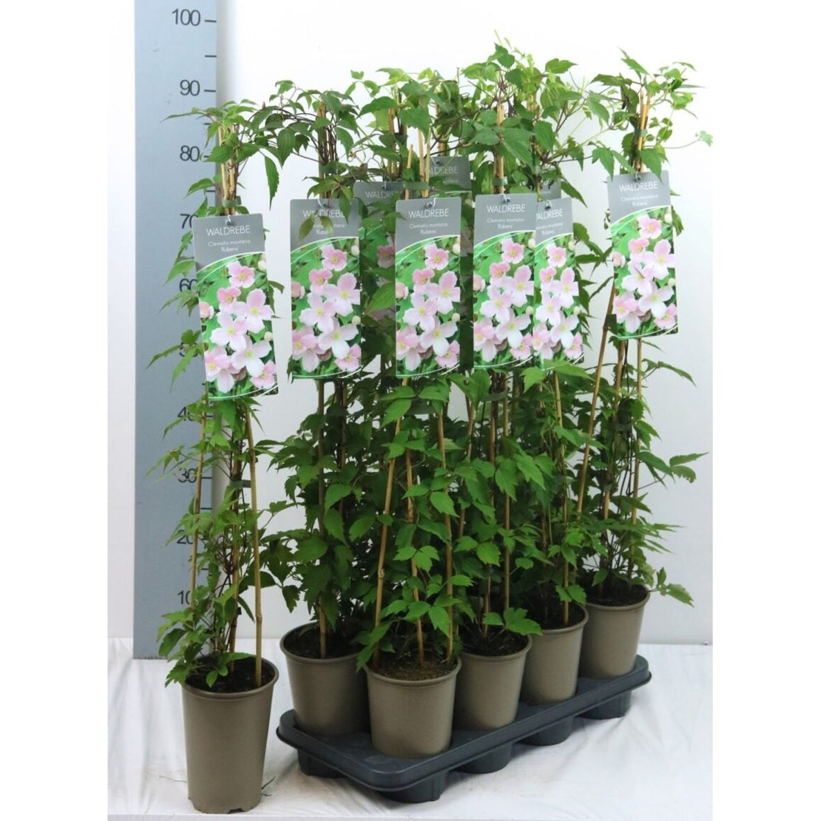 Klematis – Clematis montana rubens - C2 60-80 CM Stick