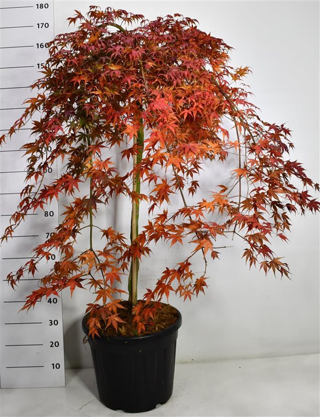 Japansk lönn – Acer palmatum &
