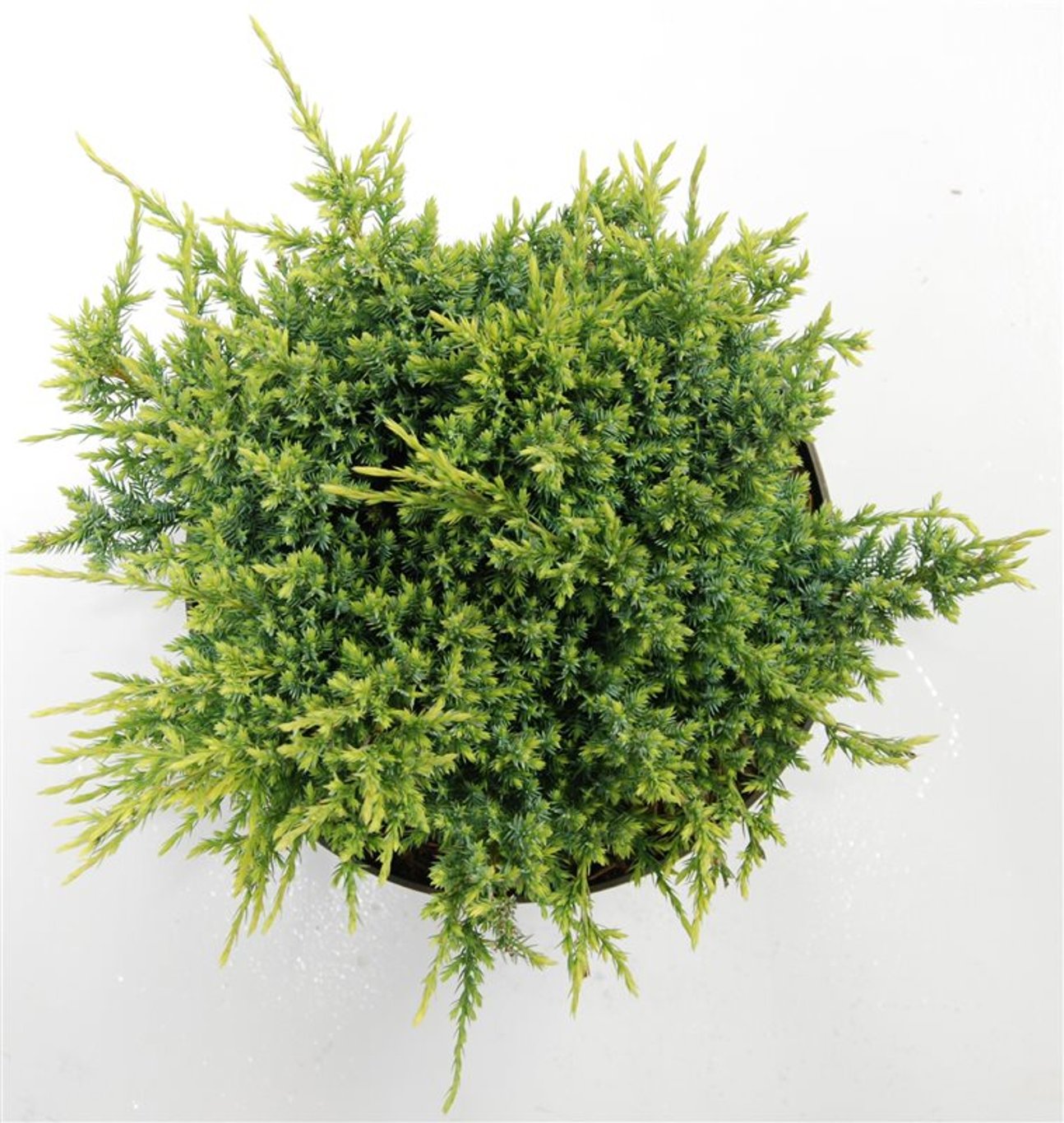 Himalaya-en – Juniperus squamata &