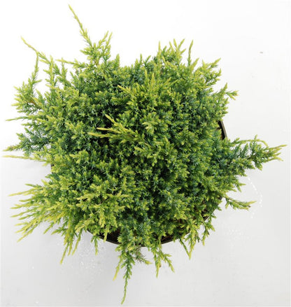 Himalaya-en – Juniperus squamata &