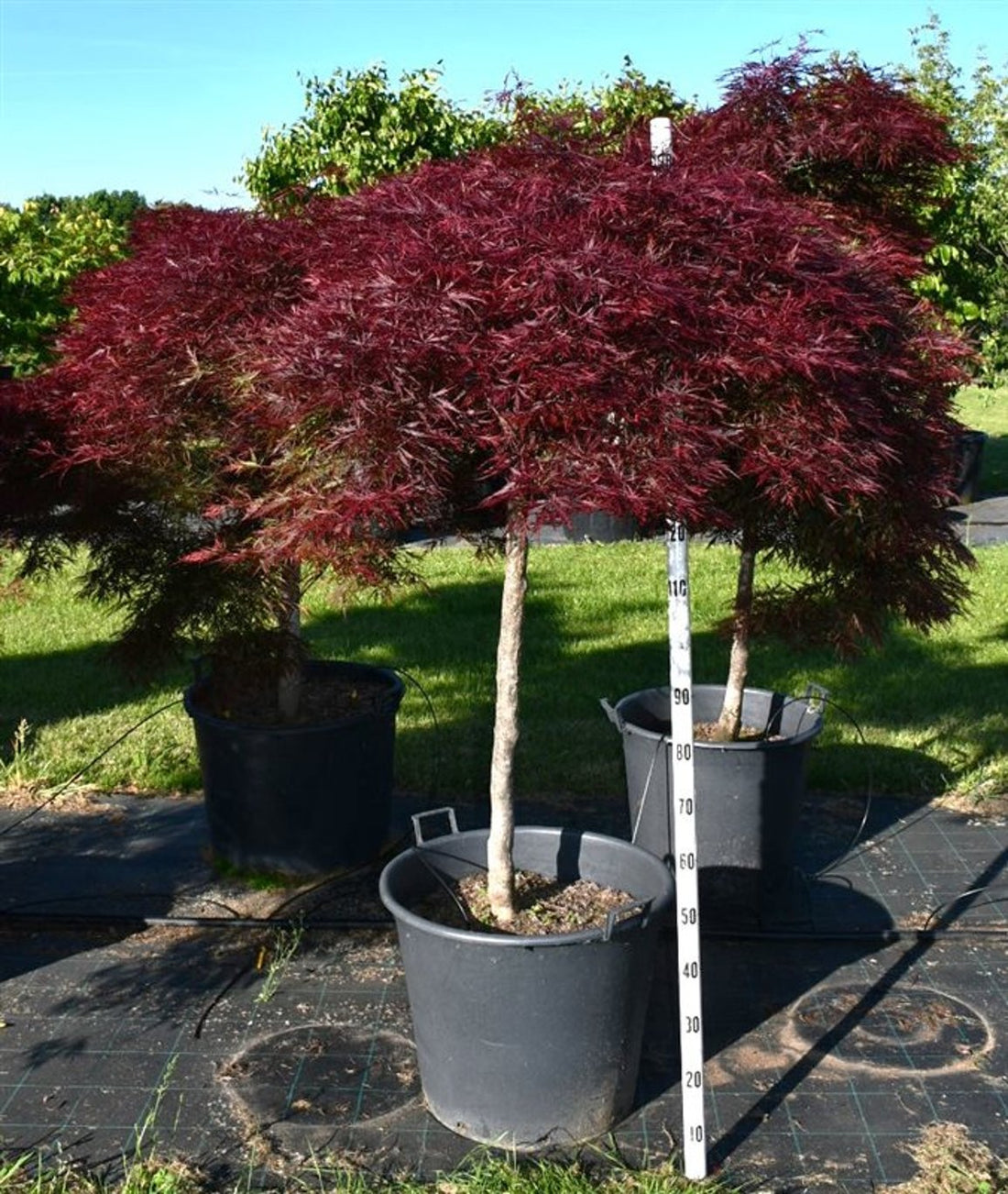 Japansk lönn – Acer palmatum &
