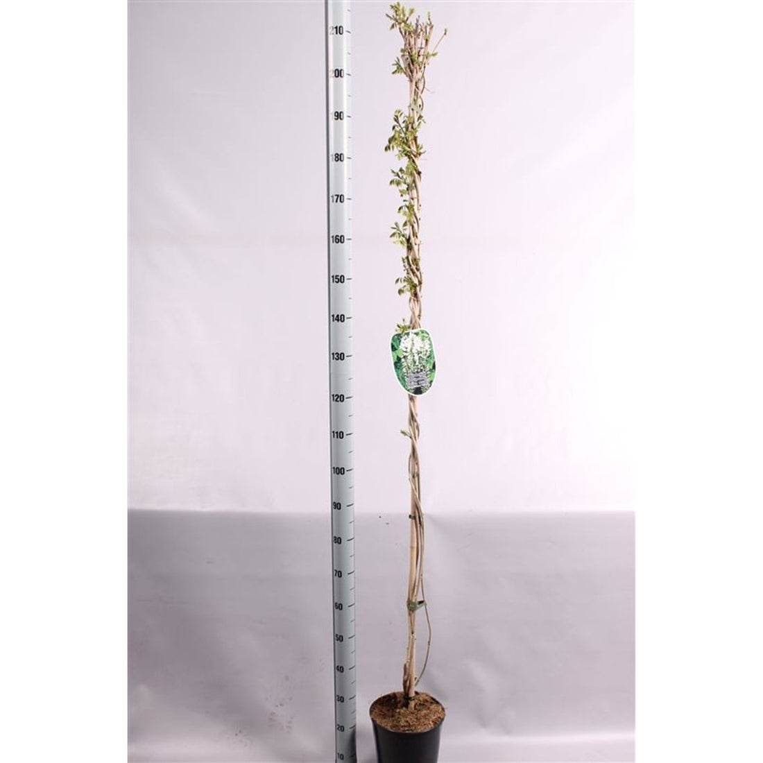 Blåregn – Wisteria floribunda &