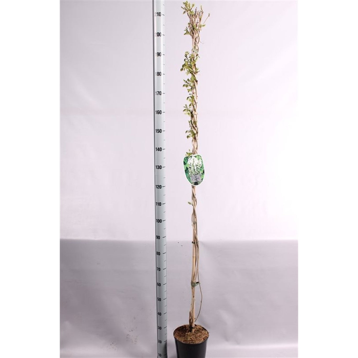 Blåregn – Wisteria floribunda 'Shiro-noda' - C5