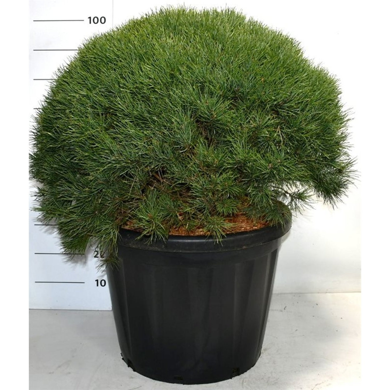 Tall – Pinus sylvestris 'Watereri' - 70-80 CM Ball Cont.