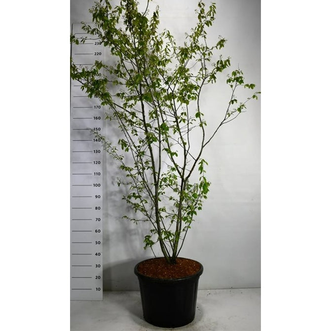 Prakttry – Amelanchier lamarckii - C65 175-200 cm.