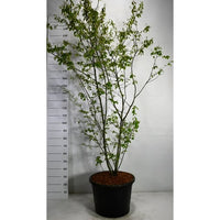 Prakttry – Amelanchier lamarckii - C65 175-200 cm.