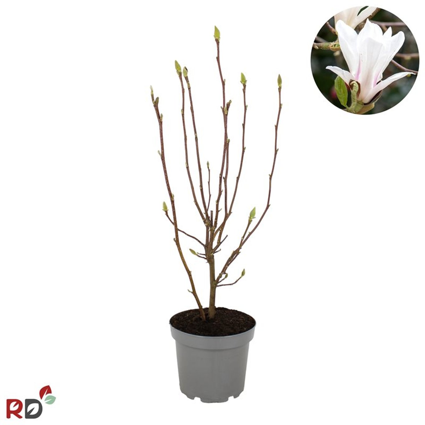 Magnolia – Magnolia 'Sangreal' - C7.5 60-80 CM