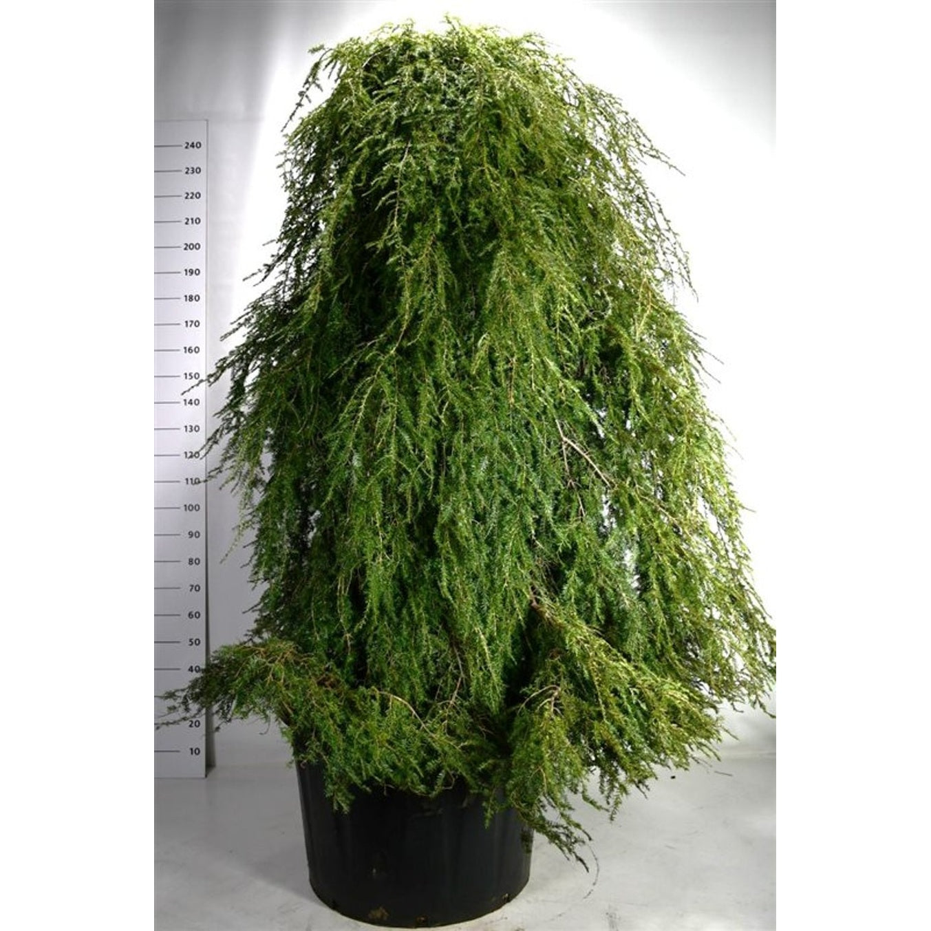 Hemlock – Tsuga canadensis 'Pendula' - C230 200-225 cm. Sol