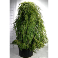 Hemlock – Tsuga canadensis 'Pendula' - C230 200-225 cm. Sol
